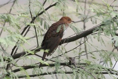 Cacomantis passerinus