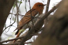 Cacomantis passerinus