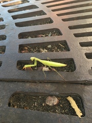 Mantis religiosa