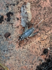 Velarifictorus
