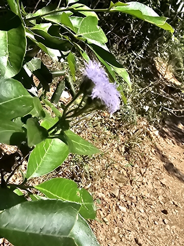 Image of Tamaulipa azurea by (c) Liliana Ramírez-Freire, some rights reserved (CC BY)
