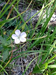 Geranium californicum
