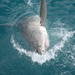 Tiburones Y Rayas - Photo (c) craigdux, algunos derechos reservados (CC BY-NC)