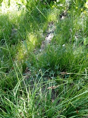 Geranium californicum