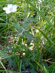 Geranium californicum