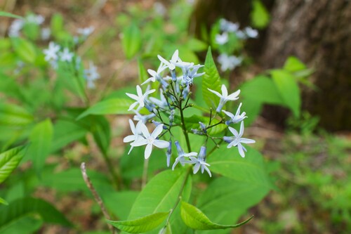 Image of Amsonia tabernaemontana by (c) Dominic, some rights reserved (CC BY)