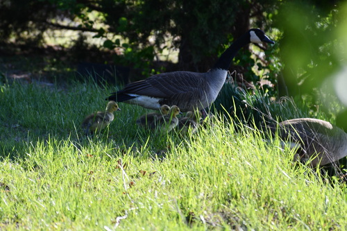 Canada Goose photographed in Delaware
