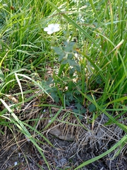 Geranium californicum