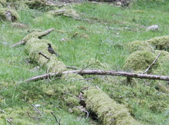 Ixoreus naevius carlottae