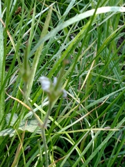 Geranium californicum