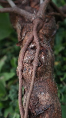 Dendrophthoe curvata