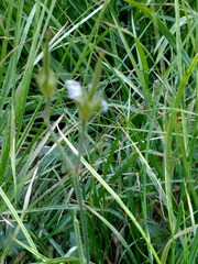 Geranium californicum