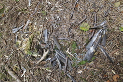 Ixoreus naevius carlottae