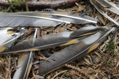 Ixoreus naevius carlottae