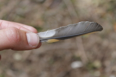 Ixoreus naevius carlottae