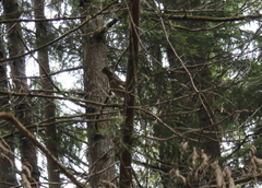 Ixoreus naevius carlottae