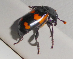 Nicrophorus sayi