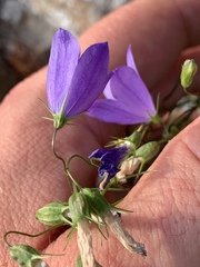Campanula intercedens