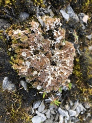 Cladonia pocillum