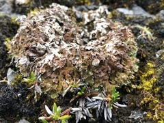Cladonia pocillum