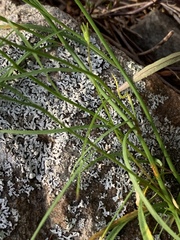Campanula intercedens