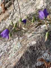 Campanula intercedens