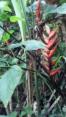 Heliconia bihai