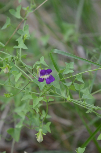 Snapdragon Vine