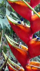 Heliconia bihai