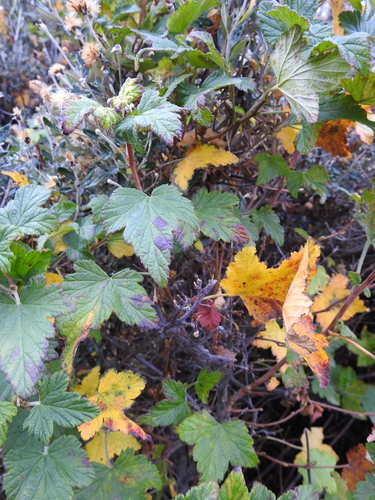 Image of Ribes magellanicum by (c) María Regina Silva, some rights reserved (CC BY)