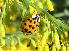 Harmonia axyridis