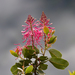 Andean Firebush - Photo (c) Cullen Hanks, some rights reserved (CC BY-NC)