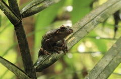 Osteocephalus buckleyi