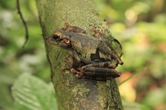 Osteocephalus buckleyi