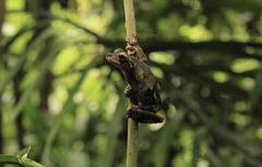 Osteocephalus buckleyi