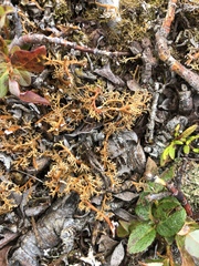 Sphaerophorus globosus