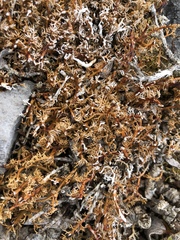 Sphaerophorus globosus