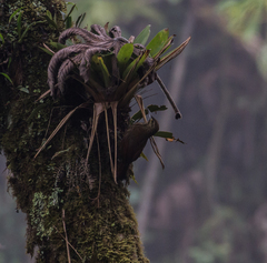 Xiphocolaptes promeropirhynchus