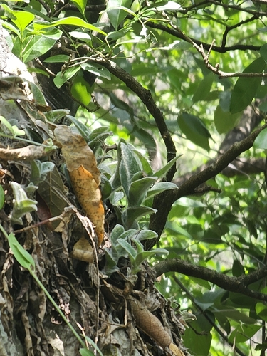 Foto de Veludo branco