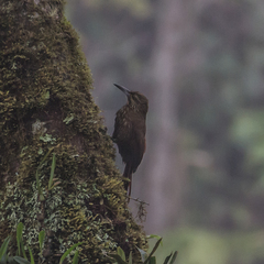 Xiphocolaptes promeropirhynchus