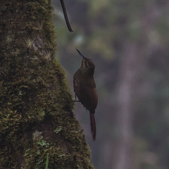 Xiphocolaptes promeropirhynchus