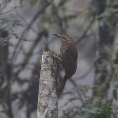 Xiphocolaptes promeropirhynchus