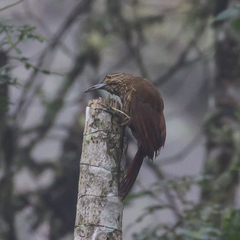 Xiphocolaptes promeropirhynchus