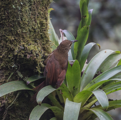 Xiphocolaptes promeropirhynchus