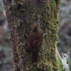 Xiphocolaptes promeropirhynchus