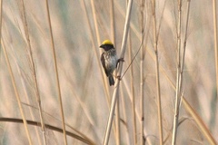 Ploceus manyar