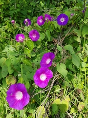 Ipomoea orizabensis orizabensis