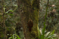 Xiphocolaptes promeropirhynchus