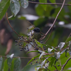 Mionectes striaticollis