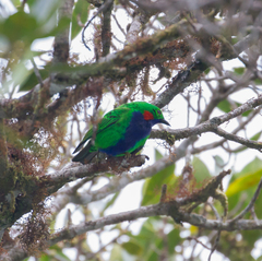Chlorochrysa calliparaea